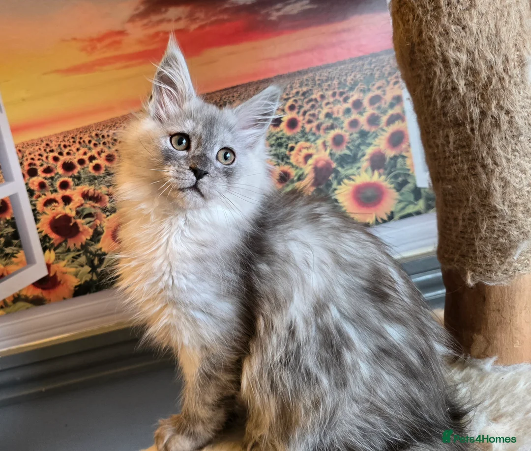 Maine Coon cats for sale: Stunning GCCF Maine Coon kittens - Advert 5