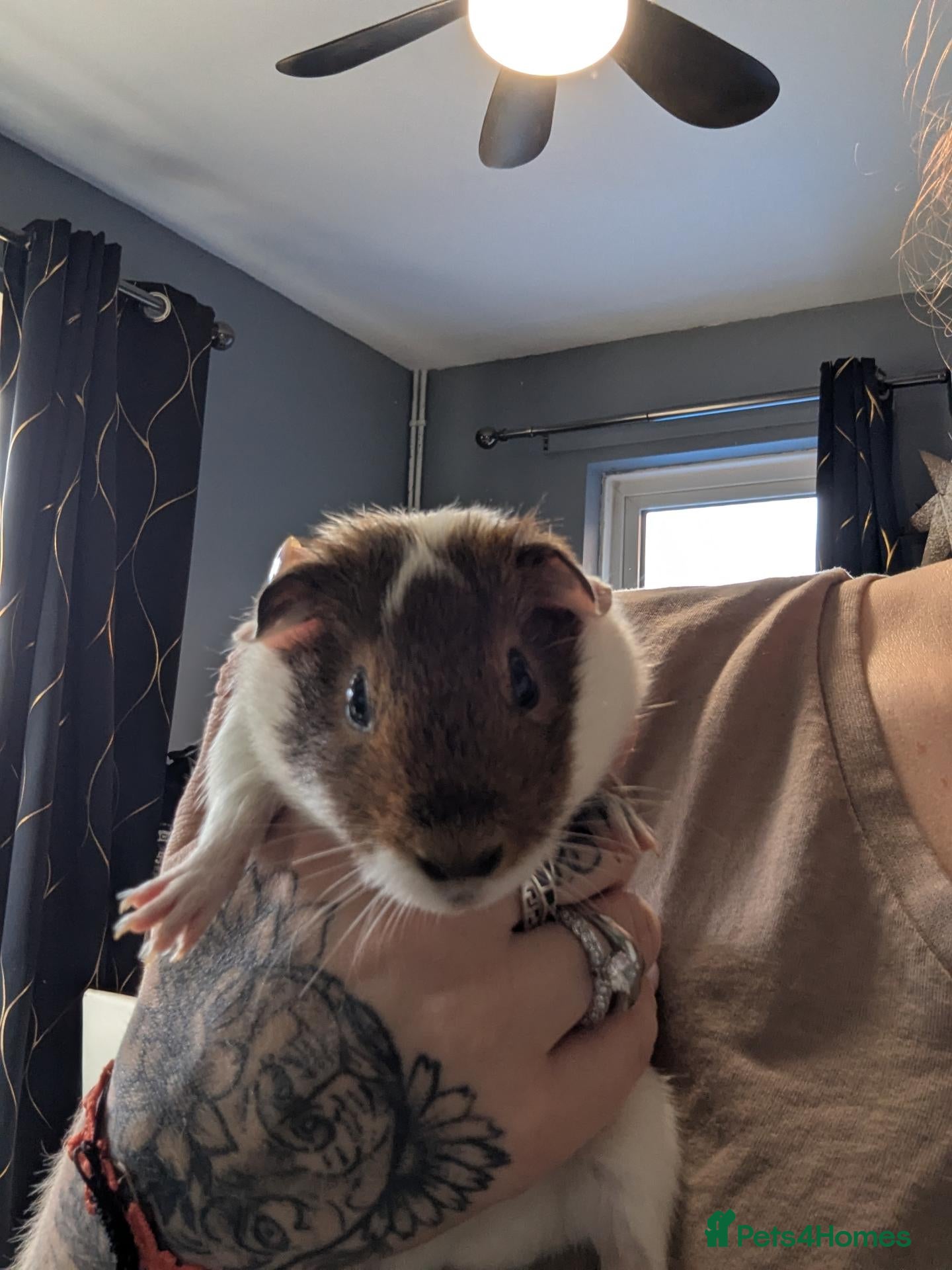 Guinea Pig rodents My last pig needs a forever home! - Advert 1