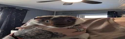 Guinea Pig rodents for sale: My last pig needs a forever home! - Advert 1