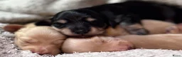 Miniature Dachshund dogs for sale: KC Longhaired Cream Miniature Dachshund Puppies - Advert 10