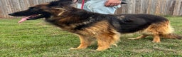 German Shepherd dogs for sale: 8 year old female German shepherd  - Advert 3