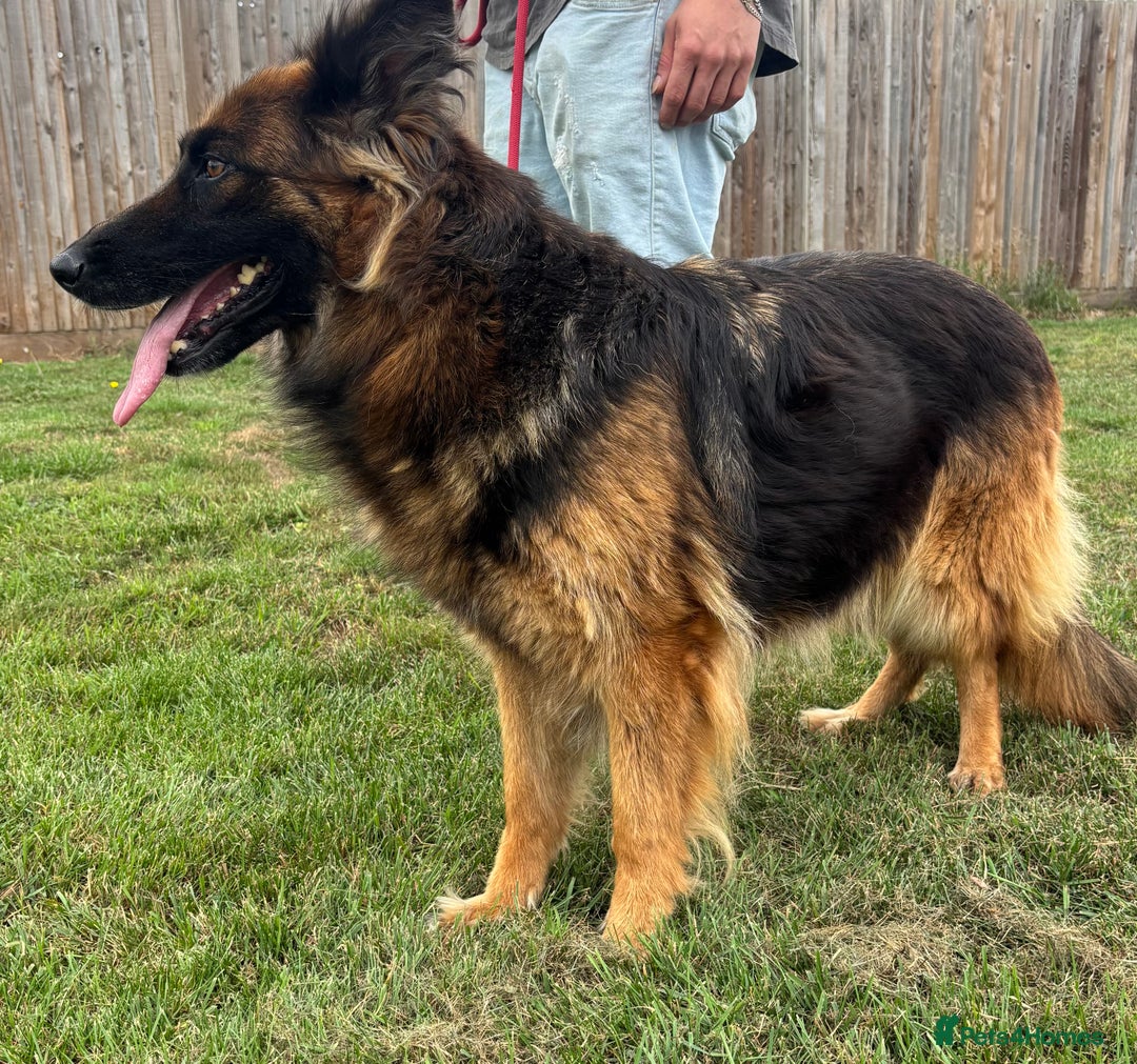German Shepherd dogs for sale: 8 year old female German shepherd  - Advert 3