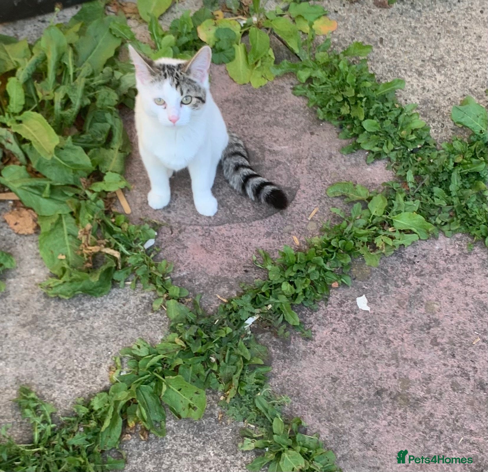 Mixed Breed cats Princess  - Advert 8