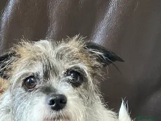 Mixed Breed dogs Gorgeous little pups - Advert 2