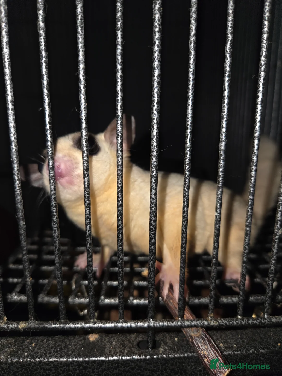 Sugar Glider rodents for sale: Sugar Gliders - Advert 2