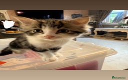 Abyssinian cats for sale: 8 week Female kitten for sale  - Image 3