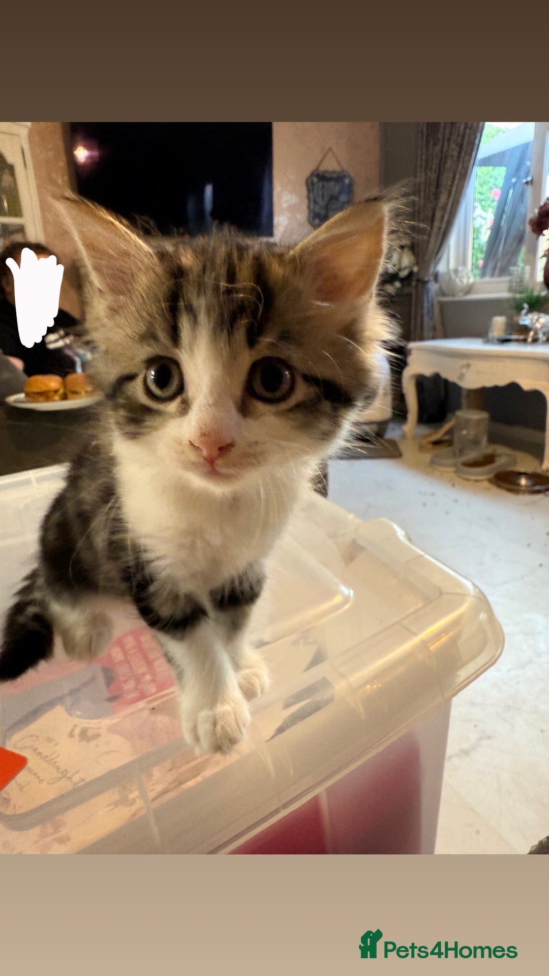 Abyssinian cats for sale: 8 week Female kitten for sale  - Image 3