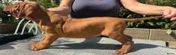 Rhodesian Ridgeback dogs for sale: Rhodesian Ridgeback puppies  - Advert 3