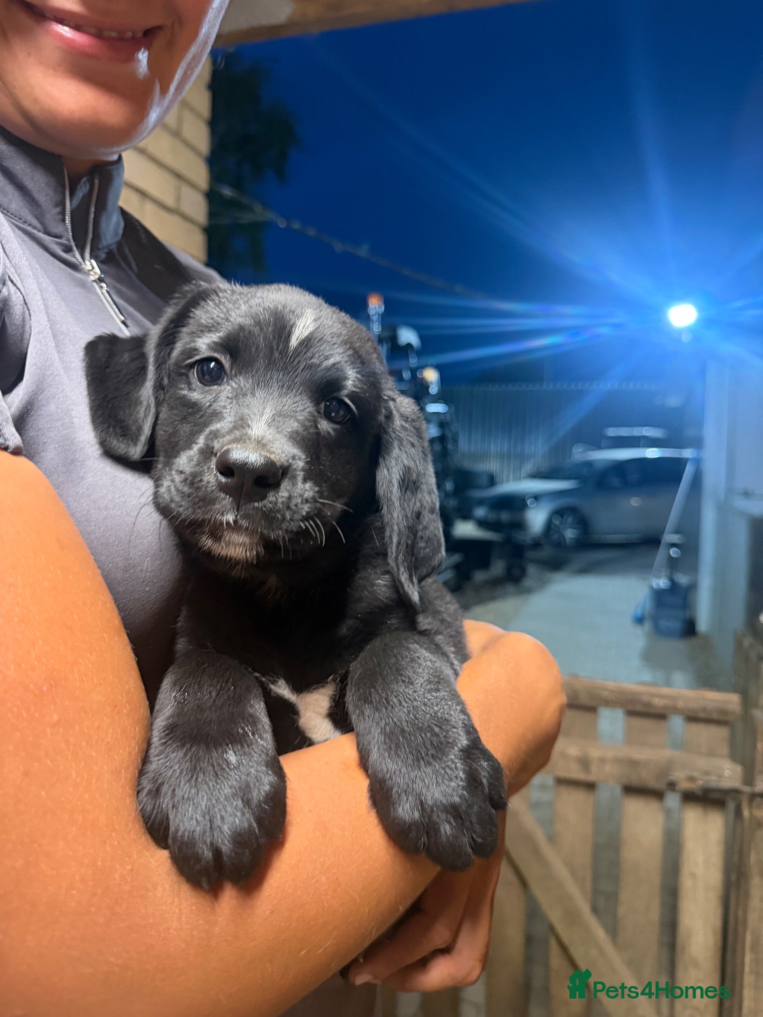 Mixed Breed dogs Bernese mountain dog x Labrador Puppys  - Advert 2