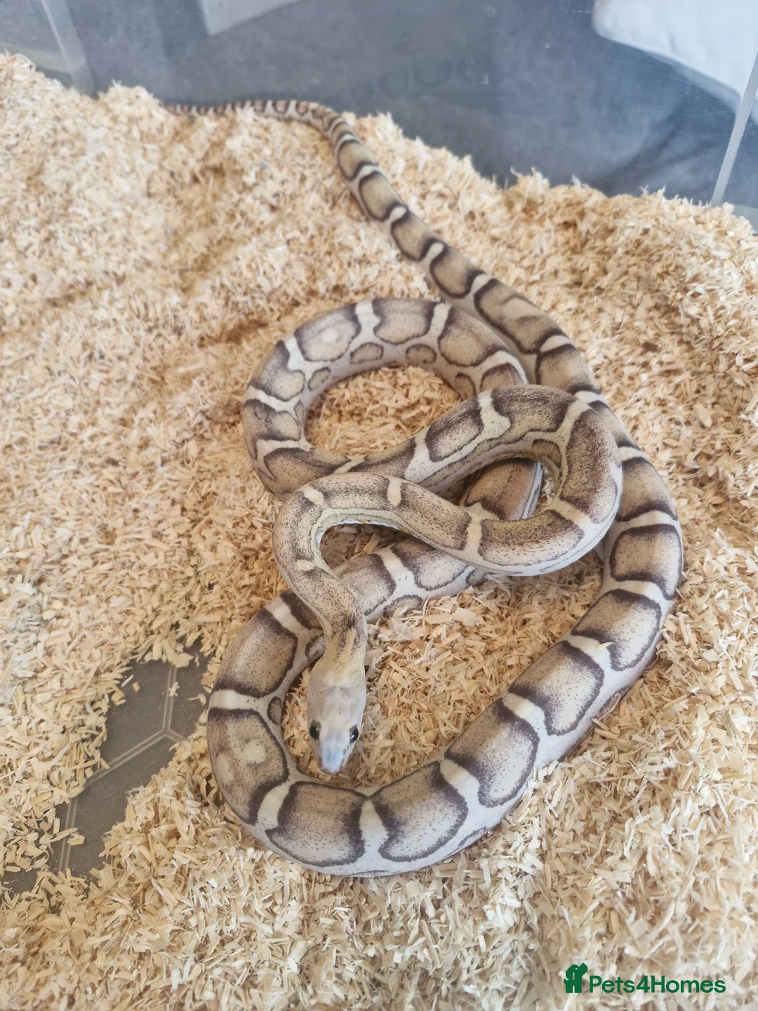 Corn Snake reptiles for sale: Scaleless caramel female 100%het scaleless male  - Advert 1