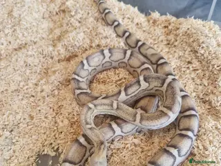 Corn Snake reptiles Scaleless caramel female 100%het scaleless male - Advert 6