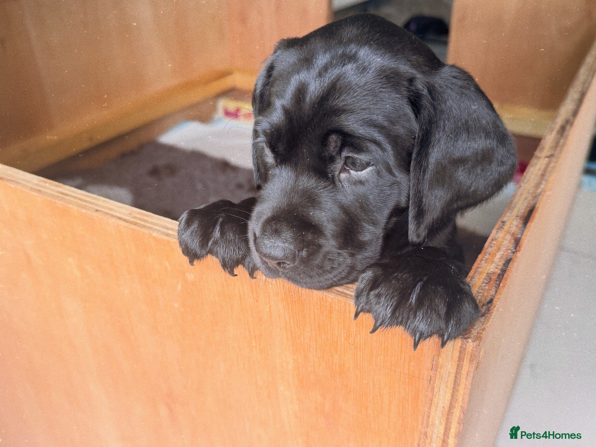 Labrador Retriever dogs Superb black/fox KC pedigree puppies- many FTCH - Advert 2