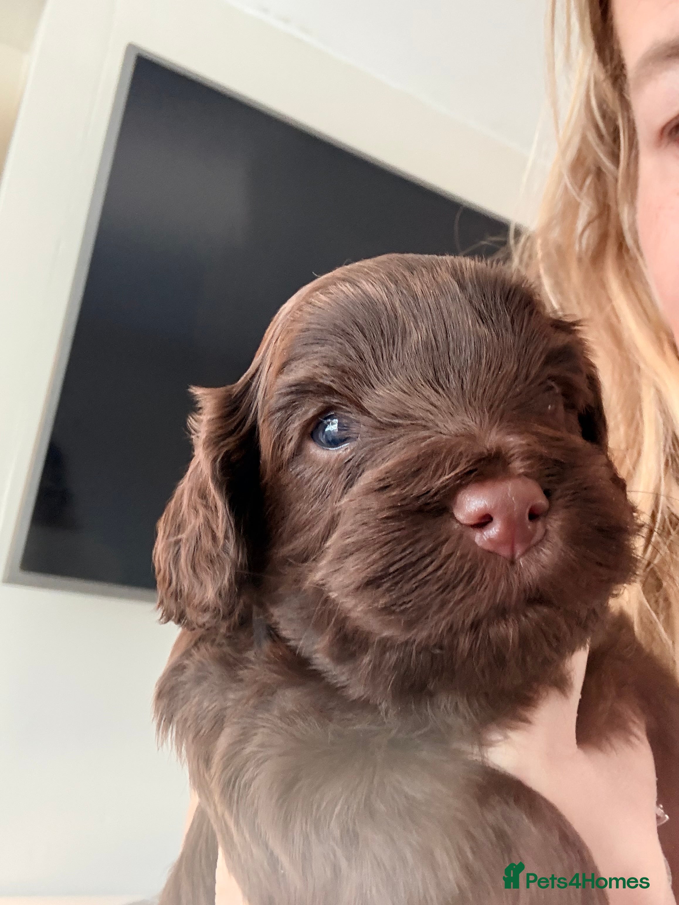 Mixed Breed dogs Chocolate Brown Cavapoo/Cockapoo pups - Advert 2