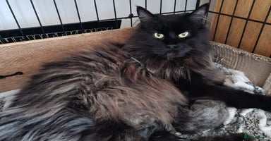 Maine Coon cats Proven blue silver active queen for sale - Advert 5