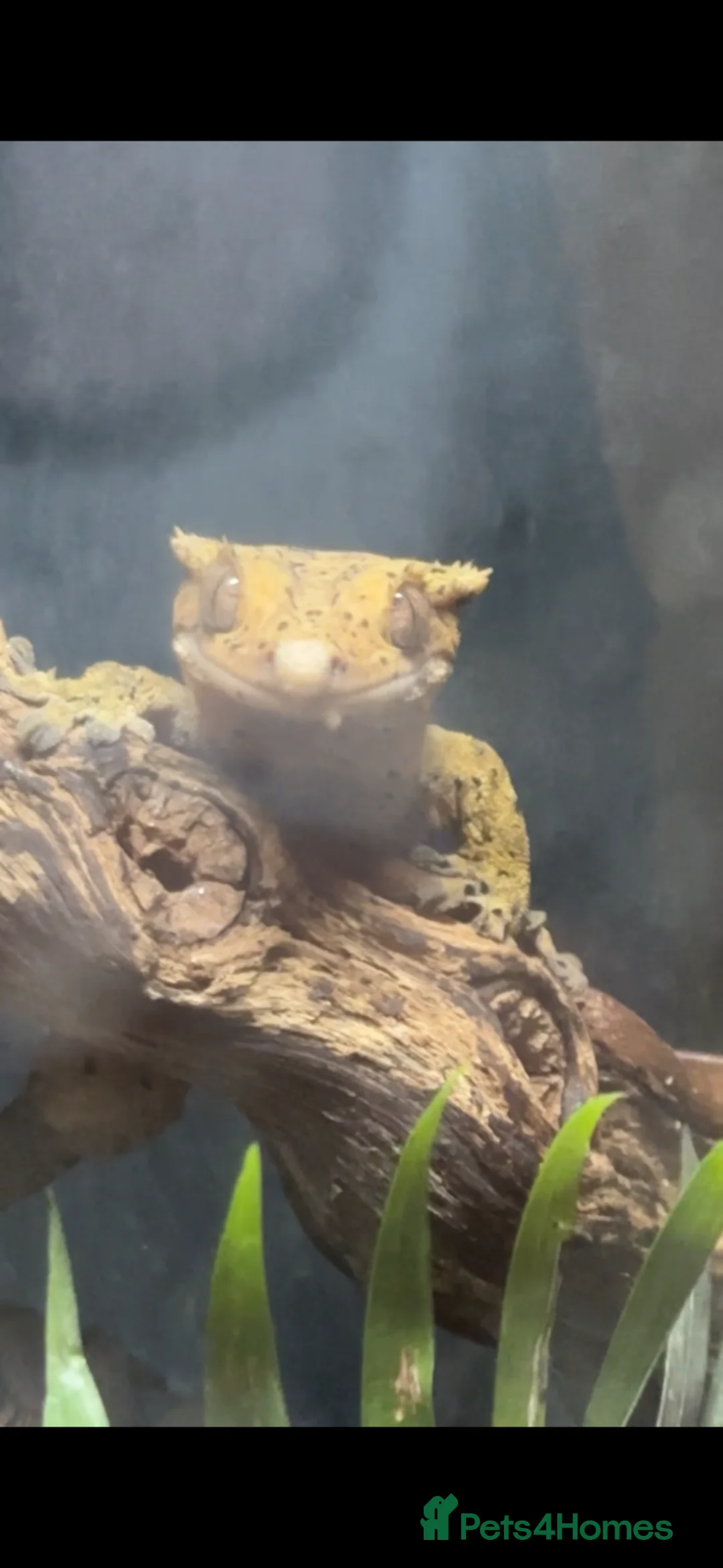 Gecko reptiles for sale: Dalmation Crested gecko in Hassocks - Advert 2