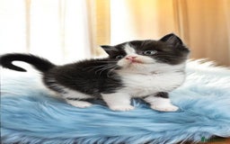 Scottish Fold cats for sale: Bundle of 11 Scottish fold Straight Ears Kittens - Image 24