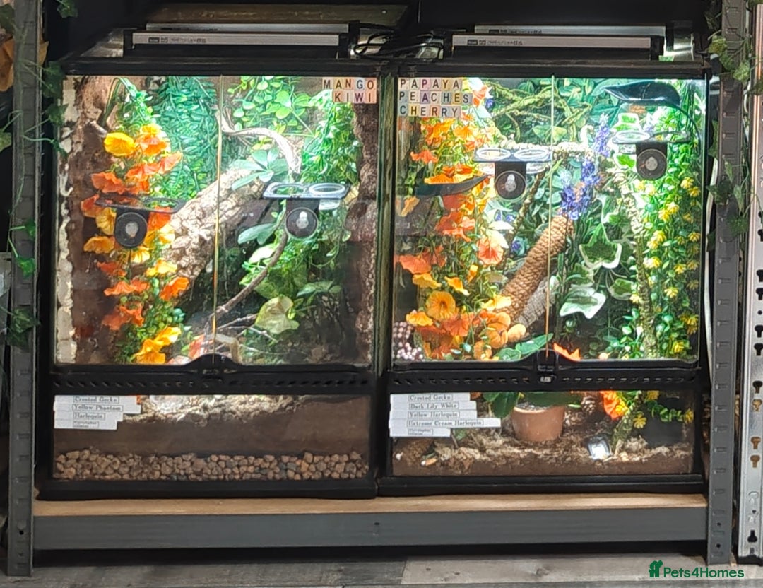 Gecko reptiles for sale: Male and female crested geckos  - Advert 22