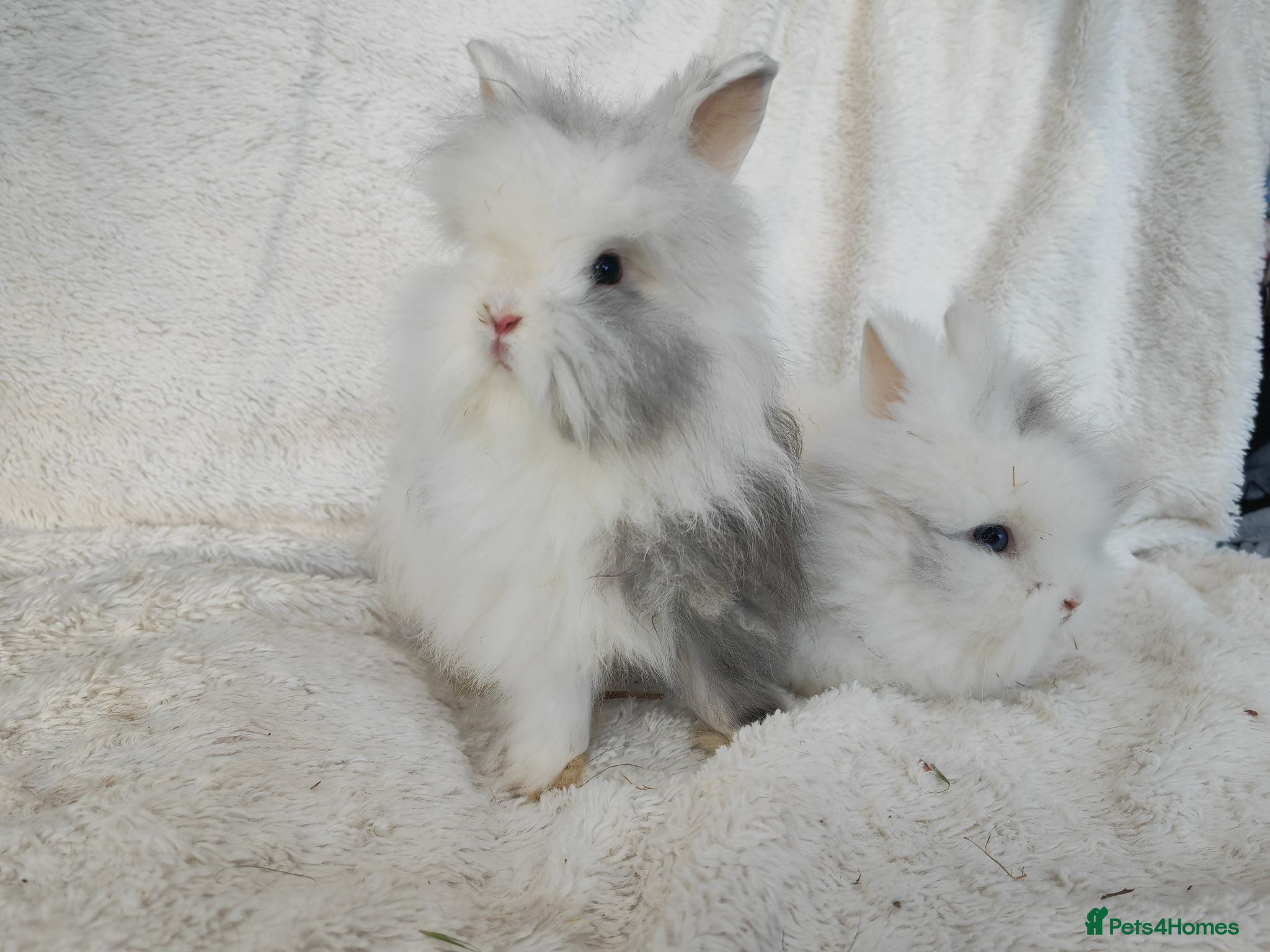 Lionhead rabbits Double mane lionhead rabbits seal point - Advert 10