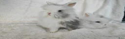 Lionhead rabbits for sale: Double mane lionhead rabbits seal point - Advert 1