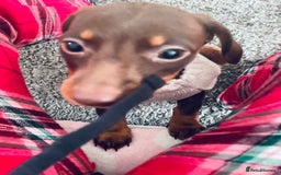 Dachshund dogs for sale: Miniature dachshund female - Advert 4