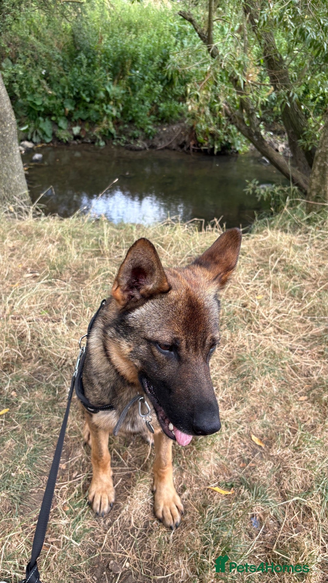 German Shepherd dogs Reno for stud - Advert 4