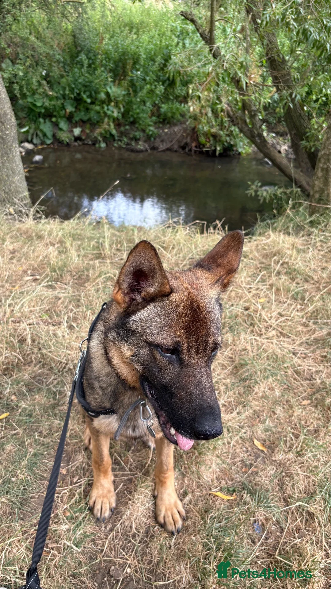 German Shepherd dogs for stud: Reno for stud in Leicester - Advert 1