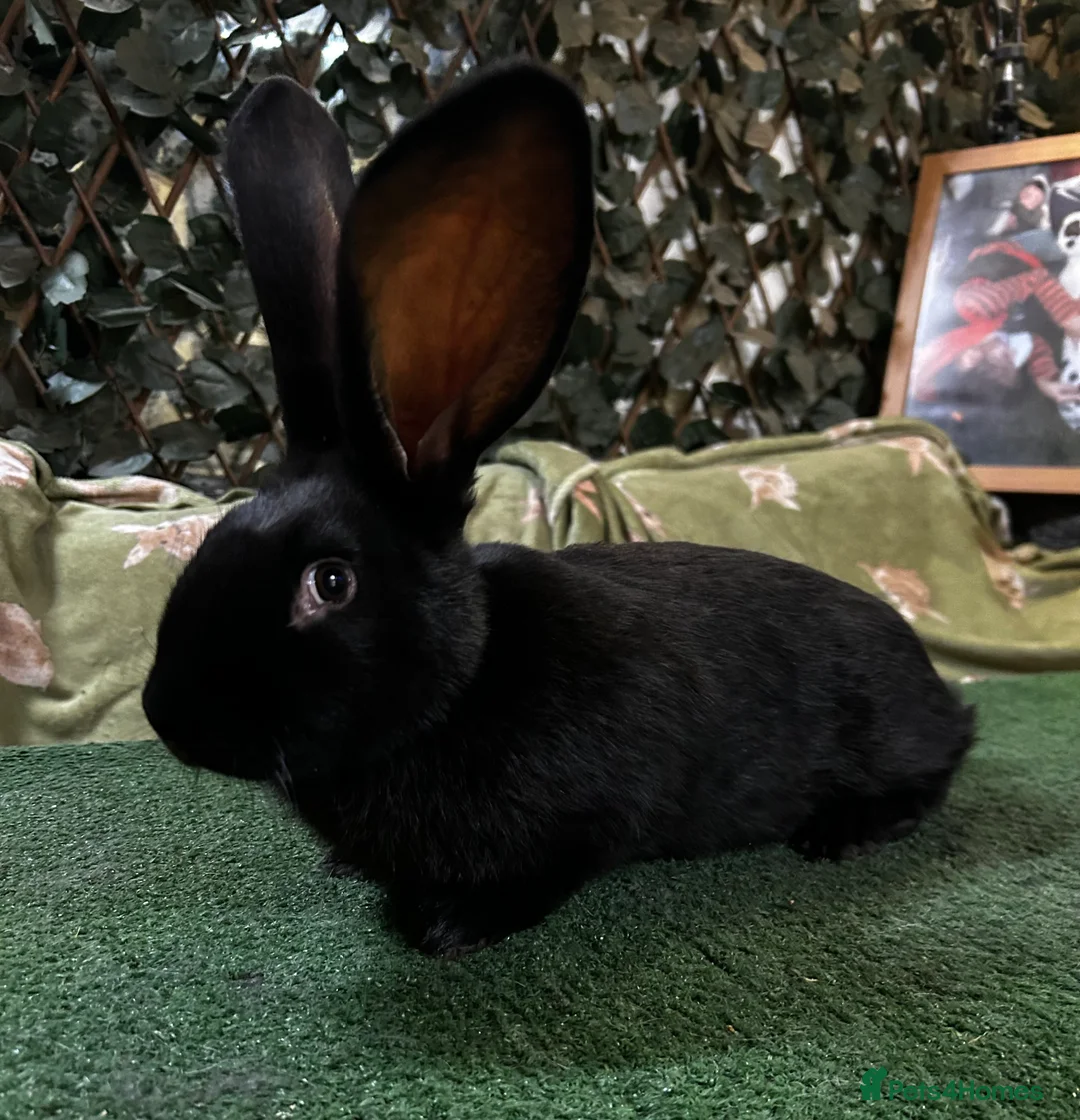 Continental Giant rabbits for sale: Gorgeous Giant Papillon Babies  - Advert 10