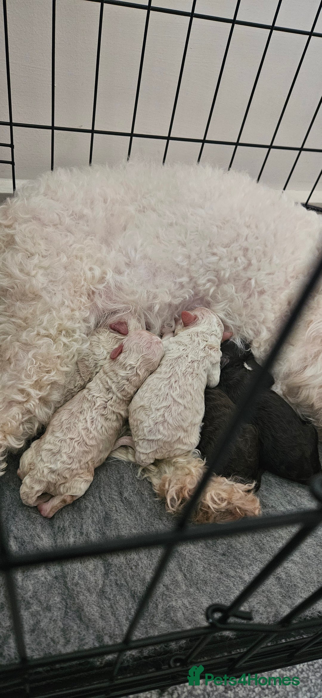 Toy Poodle dogs for sale: Beautiful Toy Poodles - Advert 15