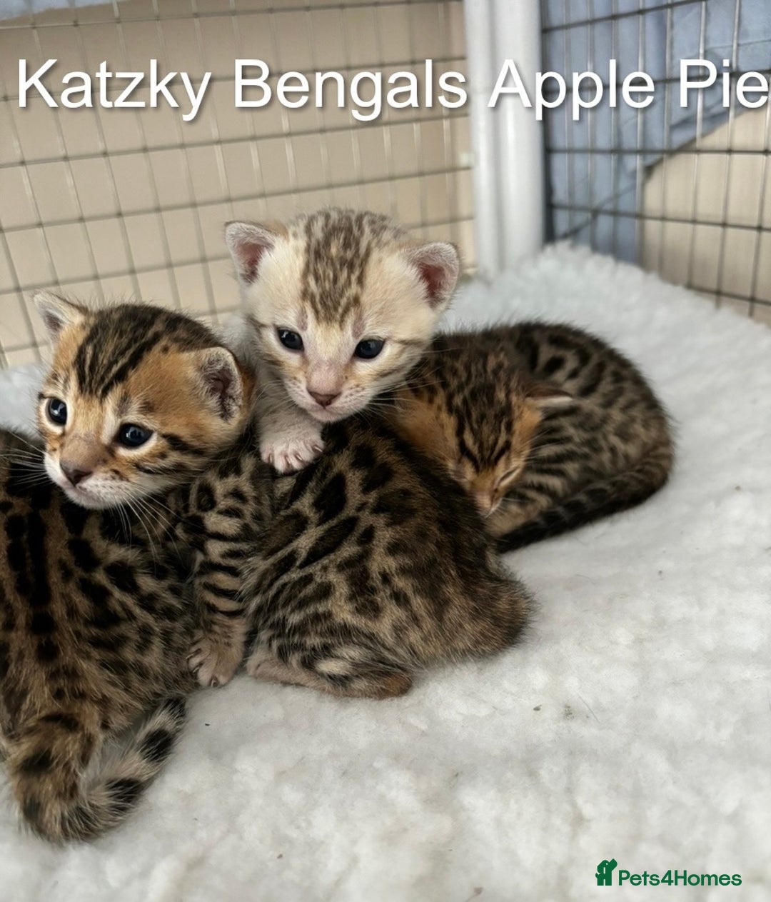 Bengal cats for sale: 😻Tica Best Bengal UK sired Kittens 🏆 🐾 🐱  - Image 32