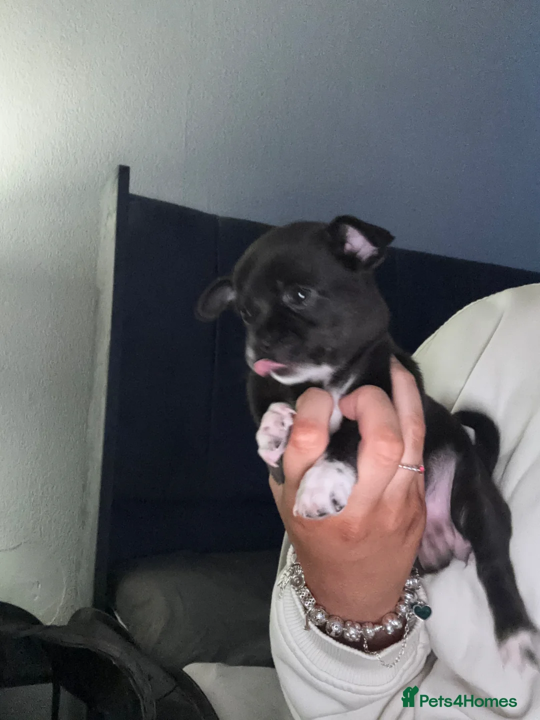 Chihuahua dogs for sale: Chihuahua puppy - Advert 2