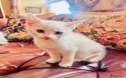 Mixed Breed cats for sale: *READY NOW* 3 Beautiful White Kittens - Image 10