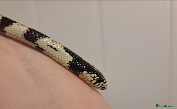 King Snake reptiles - Advert 1