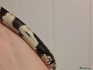 King Snake reptiles - Advert 5