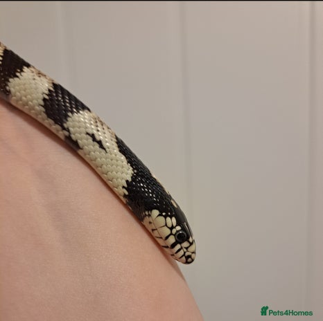 King Snake reptiles - Advert 2