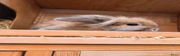 Lionhead rabbits for sale: Lop eared rabbit & lion head rabbit in Saint Helens - Advert 8