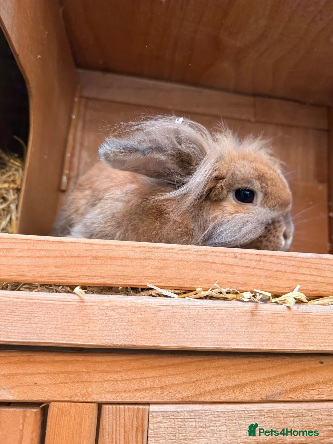 Lionhead rabbits for sale: Lop eared rabbit & lion head rabbit in Saint Helens - Advert 8
