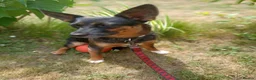 Mixed Breed dogs for adoption: ❤️ELLA❤️– SMALL GIRL FIRST IN LINE FOR CUDDLES - Advert 15