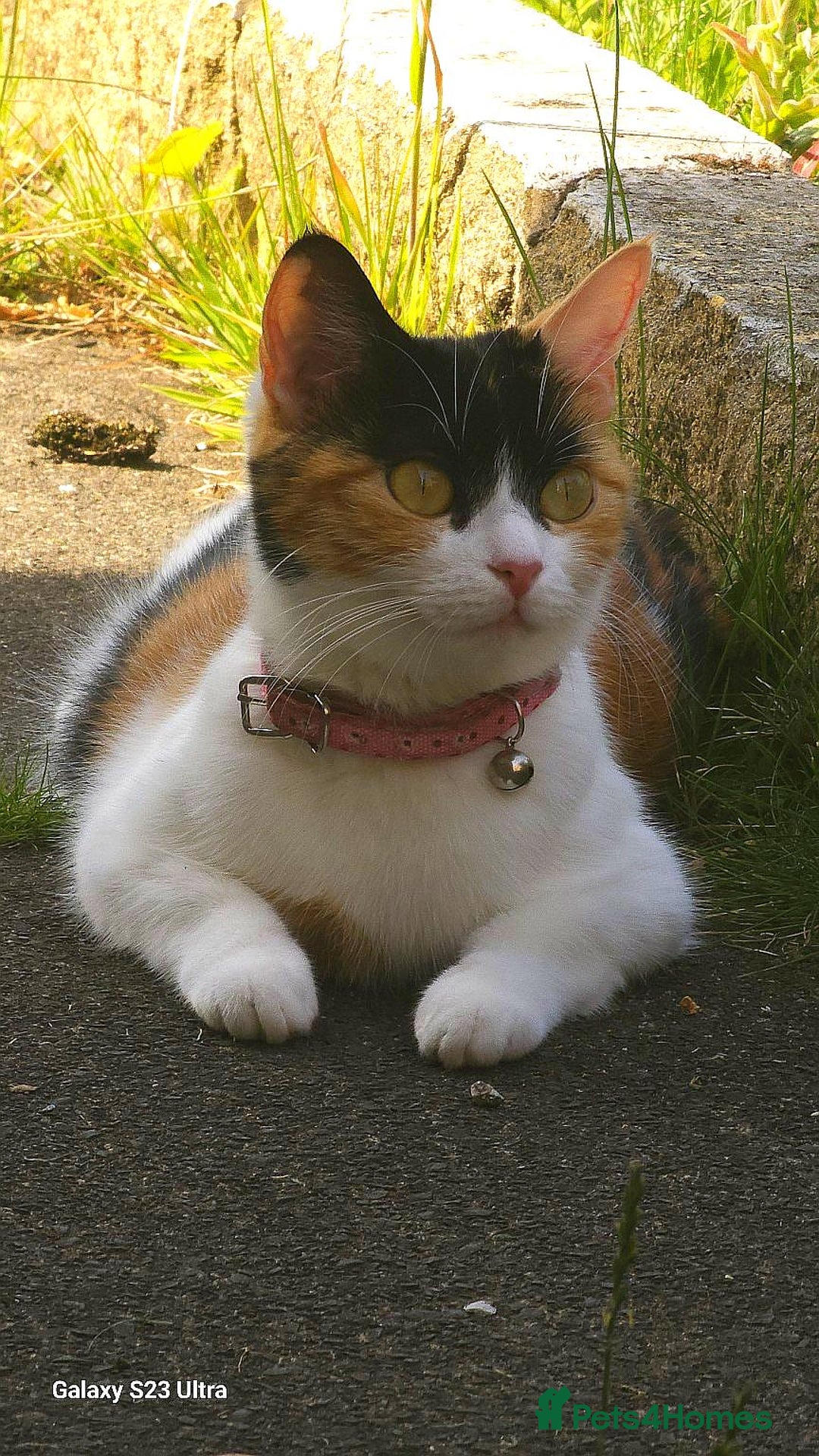 Mixed Breed cats for sale: Kitten for sale  - Image 12