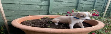 Italian Greyhound 2