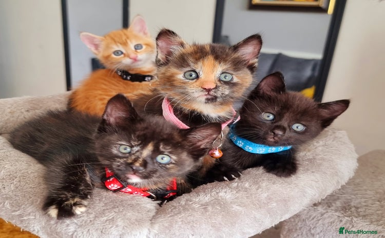 Mixed Breed cats - Advert 9