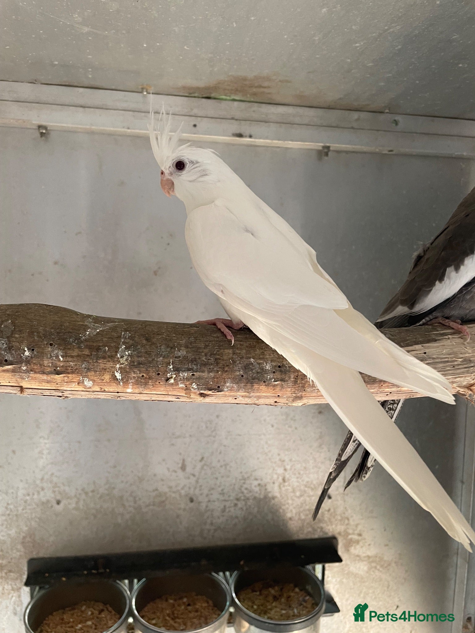 Cockatiels birds  2026 Young cockatiels - whiteface /Albino  - Advert 15