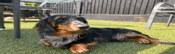 Miniature Dachshund dogs for stud: Kc reg champions lines silver dapple stud  in Upminster - Advert 1
