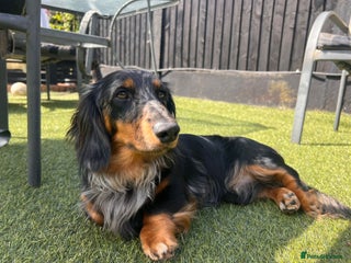 Miniature Dachshund dogs in Upminster - Advert 14