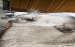 Ragdoll cats for sale: Adorable Ragdoll Kittens for Sale! 🐱✨ - Image 3