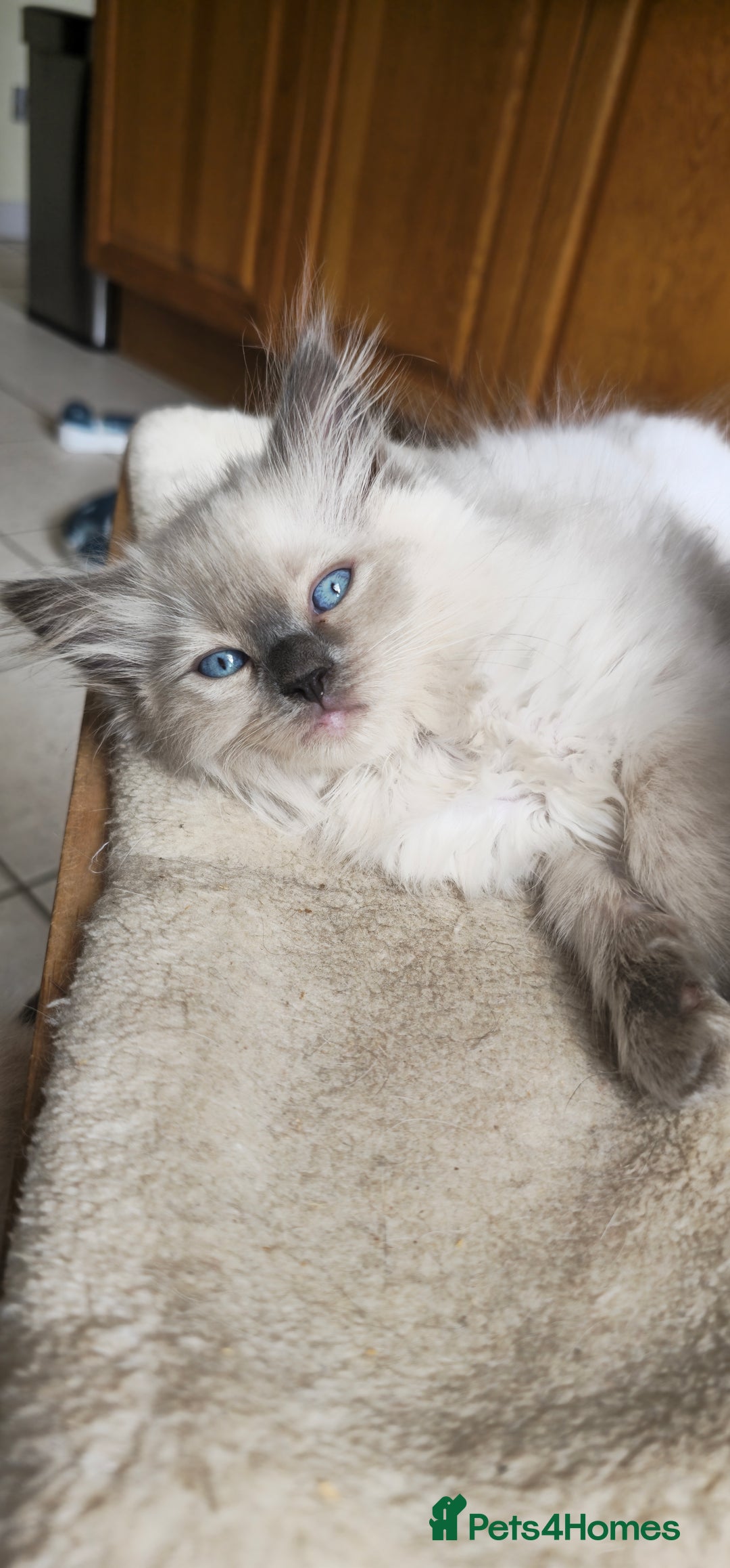 Ragdoll cats for sale: Adorable Ragdoll Kittens for Sale! 🐱✨ - Image 3
