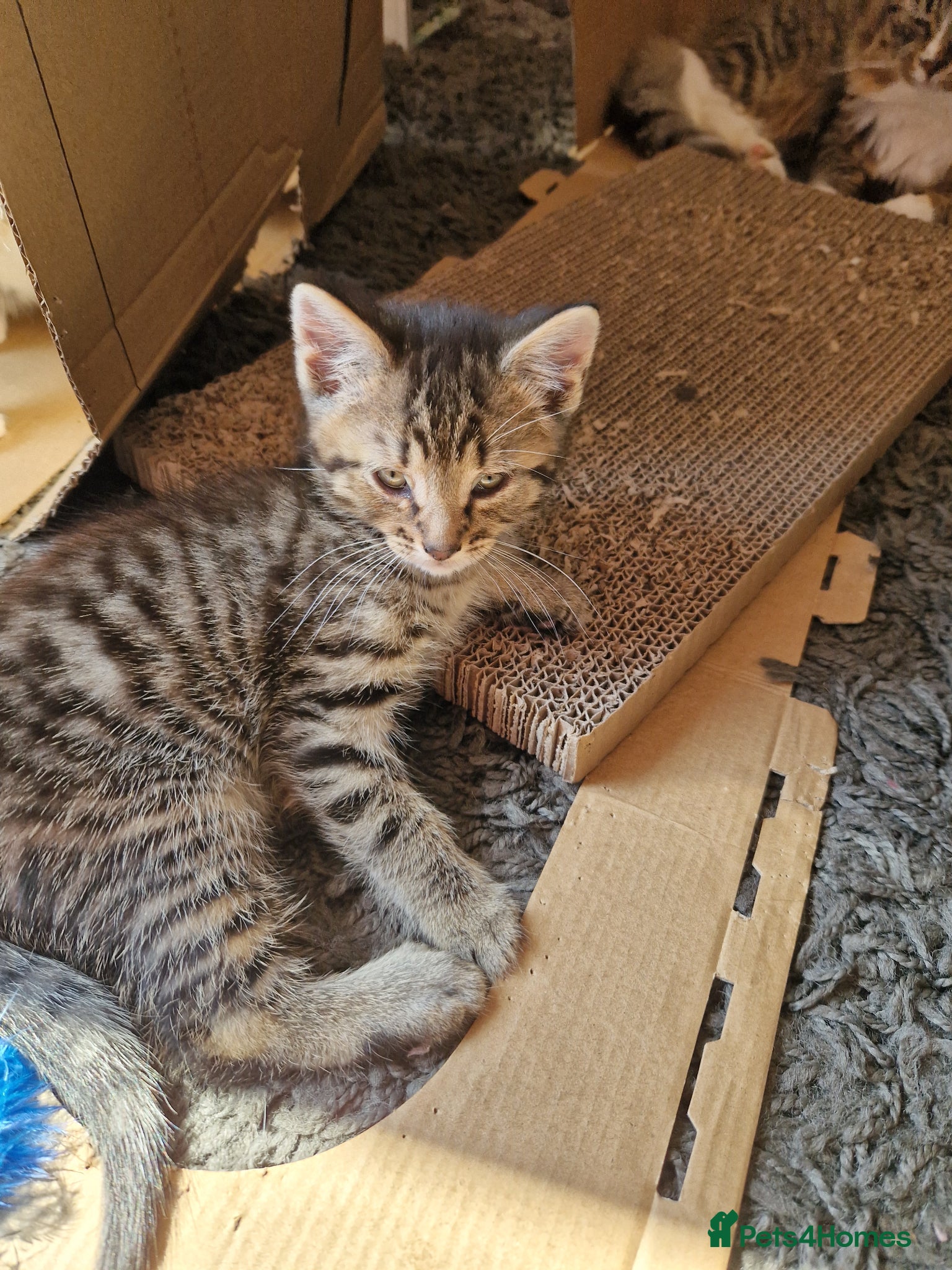 Mixed Breed cats Tabby Male- PLEASE READ DESCRIPTION  - Advert 1