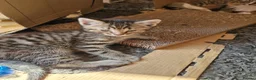 Mixed Breed cats for sale: Tabby Male- PLEASE READ DESCRIPTION  - Advert 1