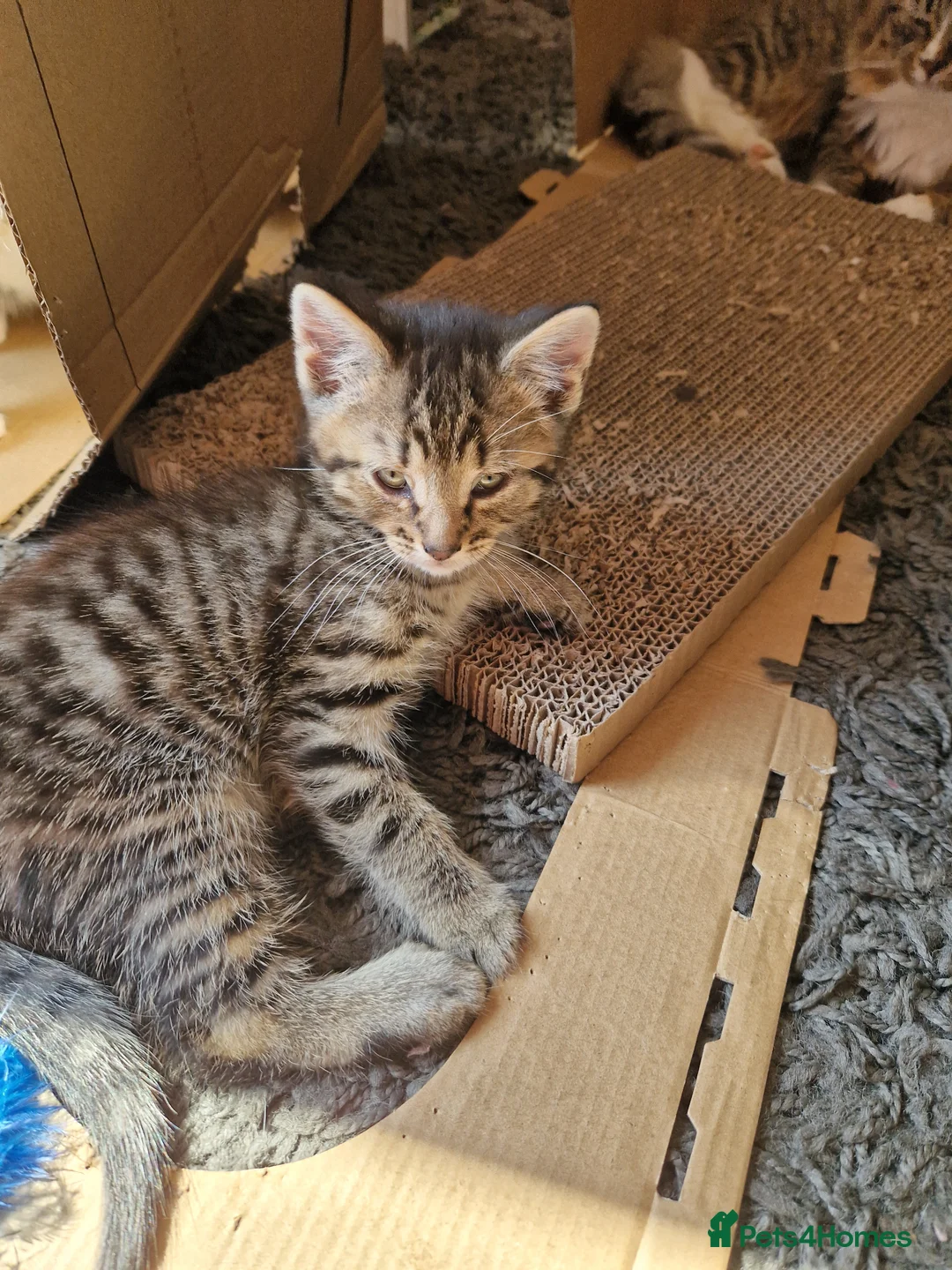 Mixed Breed cats for sale: Tabby Male- PLEASE READ DESCRIPTION  - Advert 1