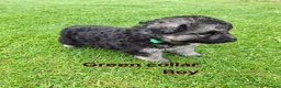 German Shepherd dogs for sale: K.C german shepherd puppies - Advert 11