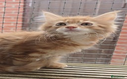 Maine Coon cats for sale: VARIOUS FULL PEDIGREE MAINE COON KITTENS FOR SALE in Rotherham - Image 15